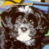 chantal_portret.gif(18 kb)